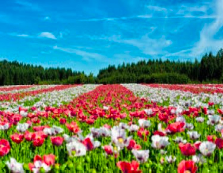 1.5 Acres Agriculture Land (Flower Land) For Sell in Shimla - Himachal P  Agriculture Land