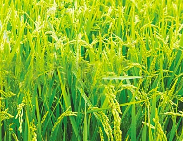 15 Acres Agriculture Land (Rice Land) For Sell in Ludhiana - Punjab Agriculture Land